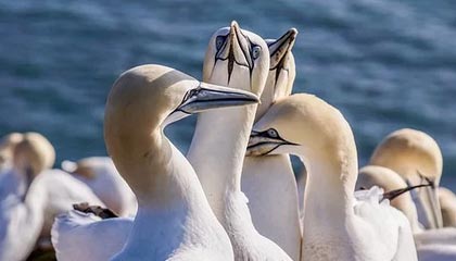 开云综合服务-瓦伦西亚主场失利，球迷纷纷提出质疑，瓦伦西亚集锦